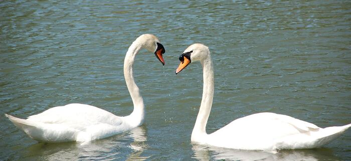 Two swans — couples counselling