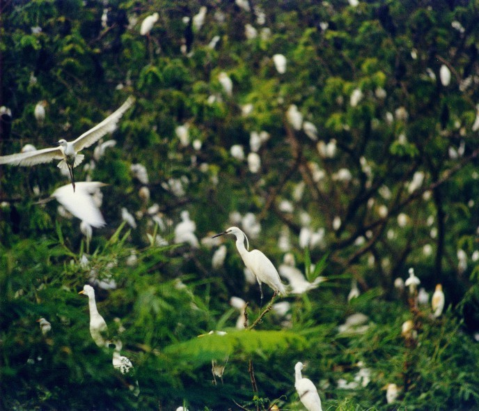 A flock of egrets in constant motion