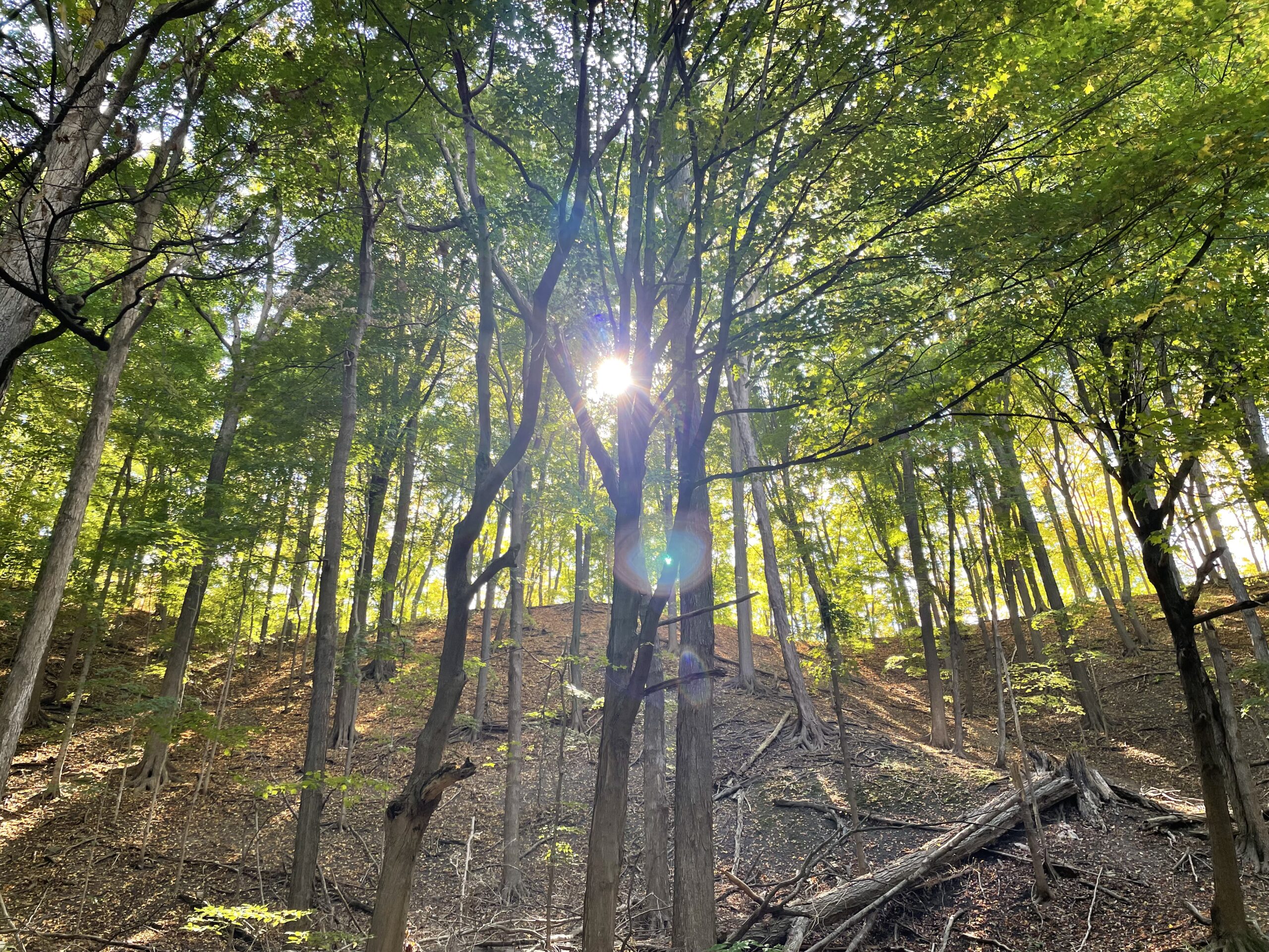 Dappled sunlight through a quiet forest