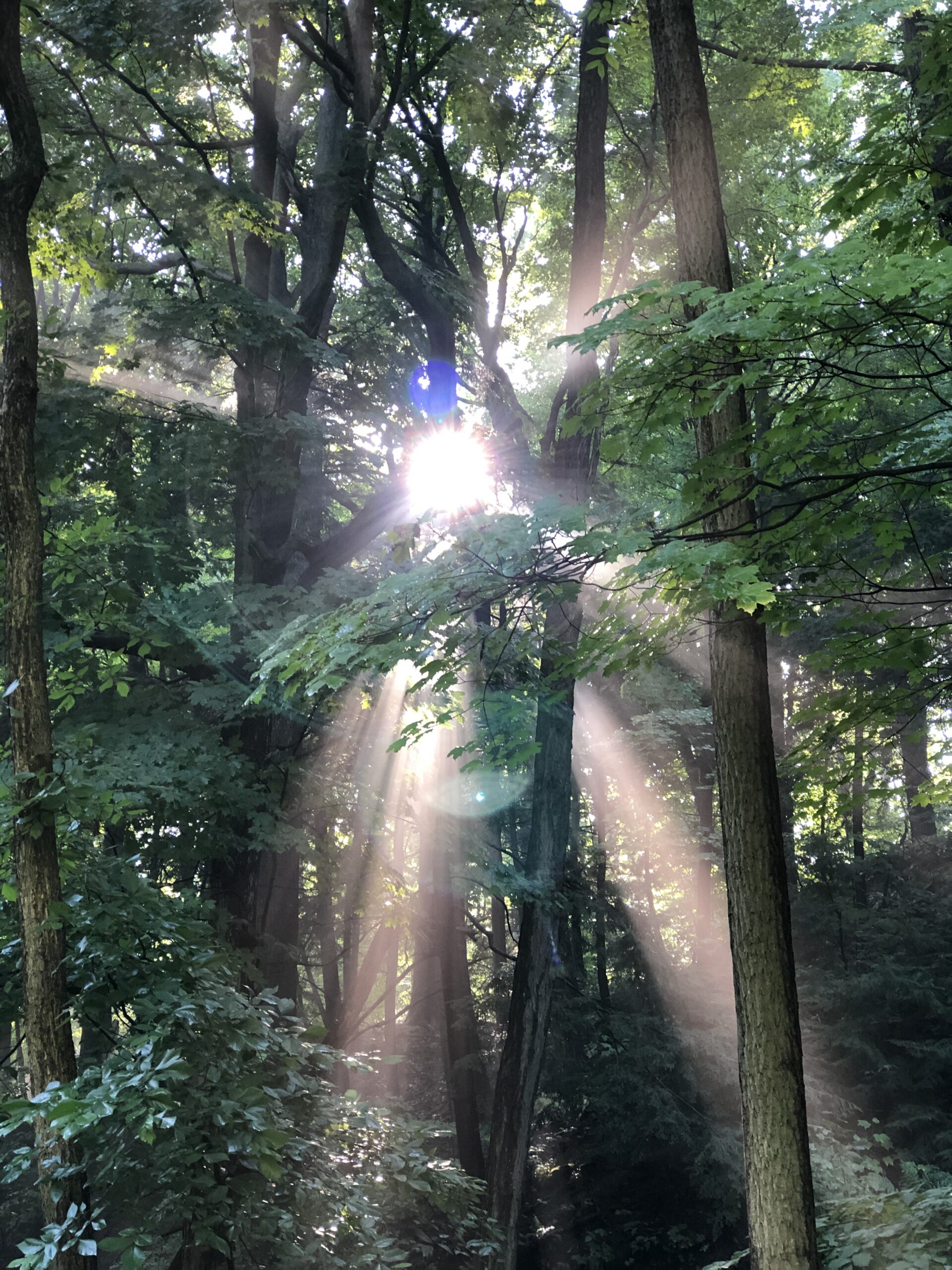 Sunlight breaking through the forest canopy
