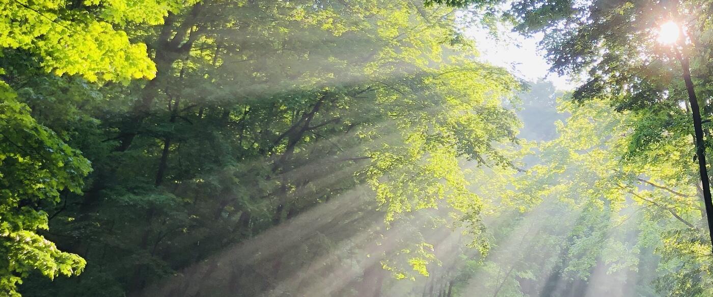 Sunlight filtering through forest trees
