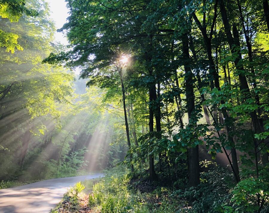 Sunlight filtering through forest trees